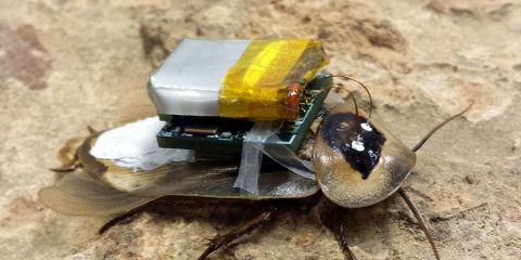 wareFLO's tweet photo. Scientists Hack Into Cockroach's Nervous System &amp; Control Movements http://t.co/KBOqf5qPam a Kickstarter I could back http://t.co/sFcEMcJVy3