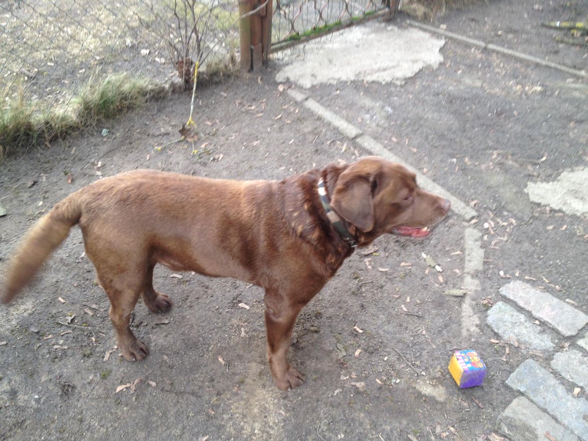 Šodien gar mūsu māju Vadakstes ielā 15 klīda brūns labradoru puika! Ap kaklu auduma siksna! facebook.com/photo.php?fbid…