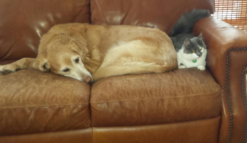 Even the dogs and cats are hunkering down. Done with snow. Time to start thinking spring and the links.