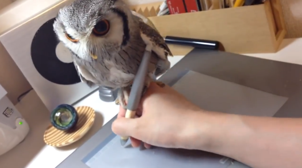 piweeFR's tweet photo. [Vidéo] Satsuma, un illustrateur japonais qui travaille avec sa chouette perchée sur sa main > http://t.co/QYSWr8Txir http://t.co/FK5rFw3D2V