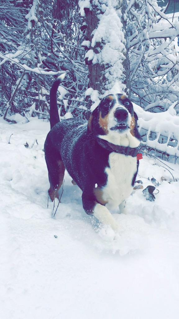 tessssaturner's tweet image. hahahhahahahaha Ollie loves the snow ❄️🐾 #snowday #muchsnow #sowow