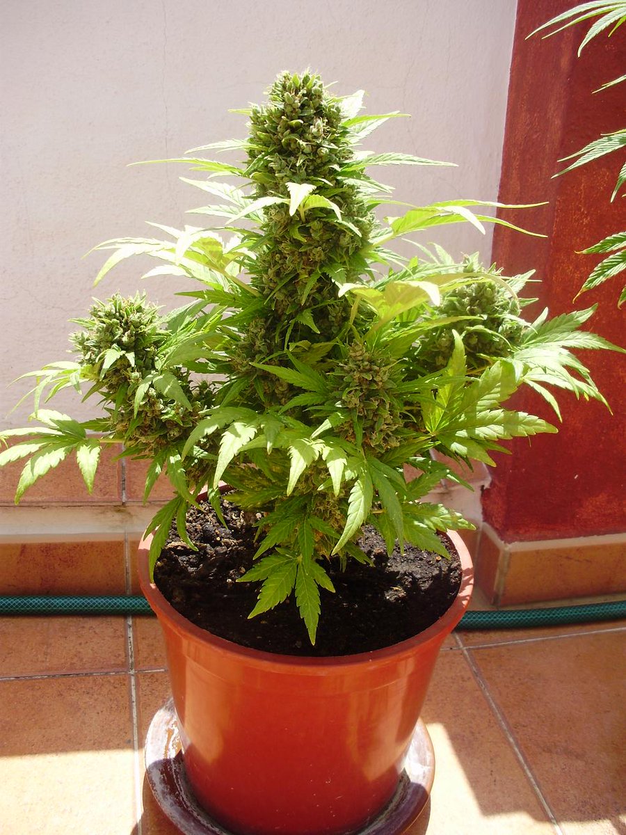 sweetseeds_es's tweet image. #BigDevil Auto® (sws15), una de nuestras primeras #autoflorecientes.
 #Dulceshumos!