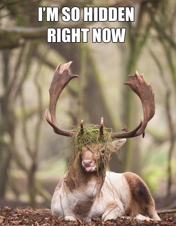 Uncatchabledeer's tweet photo. @tylerrjoseph will never find us now hehe #uncatchable http://t.co/ambNpDJpto