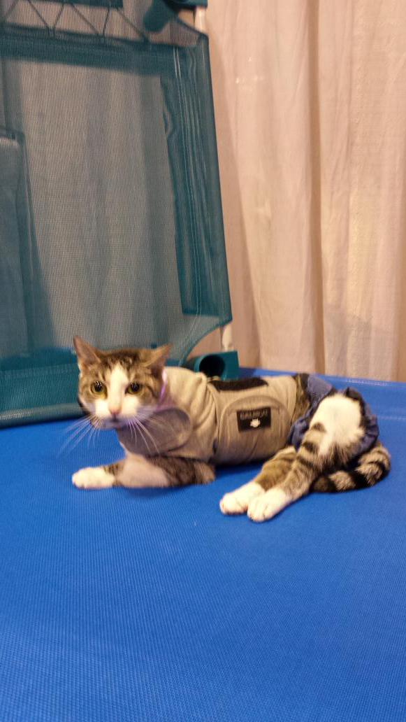 4Legs4Pets's tweet photo. #GlobalPetExpo Phantom stopped by our Booth 3548 today. She's ADORABLE! #petcot #petbed #catbed #dogbed http://t.co/P7Ym8vFuZ9