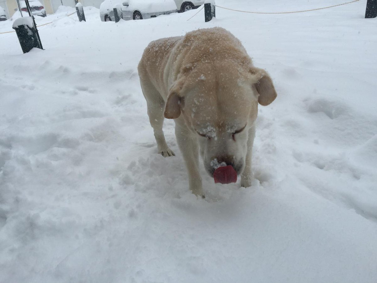 BarkerStuffDSMC's tweet image. @EileenABC7 #SnowLab  SeeMore enjoying a snow treat