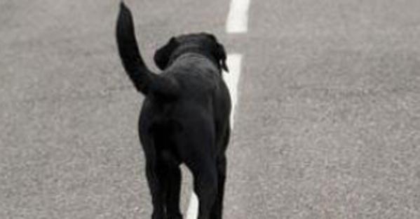 cuatro's tweet photo. Multado por adelantar a un perro sin respetar la distancia de seguridad > http://t.co/V0nPjvfLrW http://t.co/K1LNCijjNv