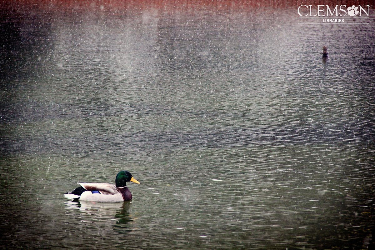 clemsonlibrary's tweet photo. Throwing it back to last week... @dabo_duck enjoying a snowy swim. #CUsnow #throwbackthursday #tbt http://t.co/4EJOtlcjPn