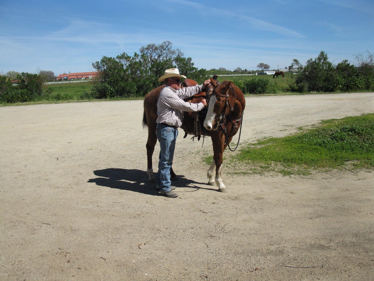 John Loftus (JLhorsemanship) Twitter