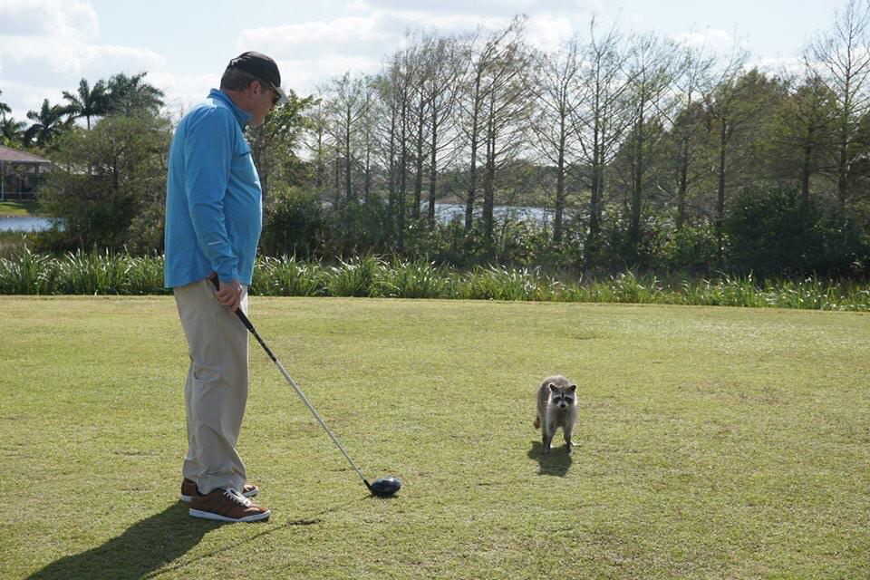 BQGolfAcademy's tweet photo. This guy won't leave us alone, what's the worst you've dealt with on the course? #golf #golfprobs #raccoon #teebox http://t.co/yuqt2zExbL