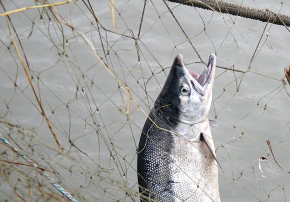 AKFishingPics's tweet photo. Great post from @SeaFoodApparel profiling Alaska Salmon Gillnetters http://t.co/XeFk0a8Buq http://t.co/PB97LODkal
