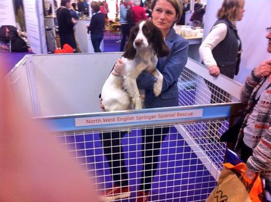 cocker spaniel rescue north west