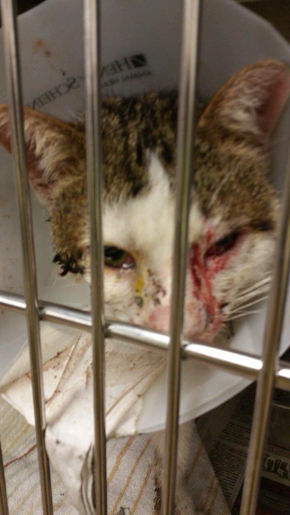 existenciala's tweet image. RT @ngremmy: #URGENT #CHICAGO #CATS PRECIOUS HARV needs serious RESCUE FROM #CACC ASAP! facebook.com/CaccCatsTransf…