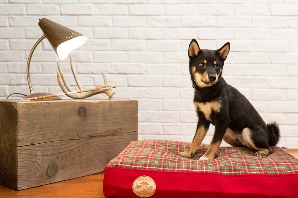 handsommountain's tweet photo. #Handsomemountain dog beds are #handcrafted #durable #easytowash #GeoBlend pillow stuffing 100% upcycled materials! http://t.co/yNPmdQ8u7j