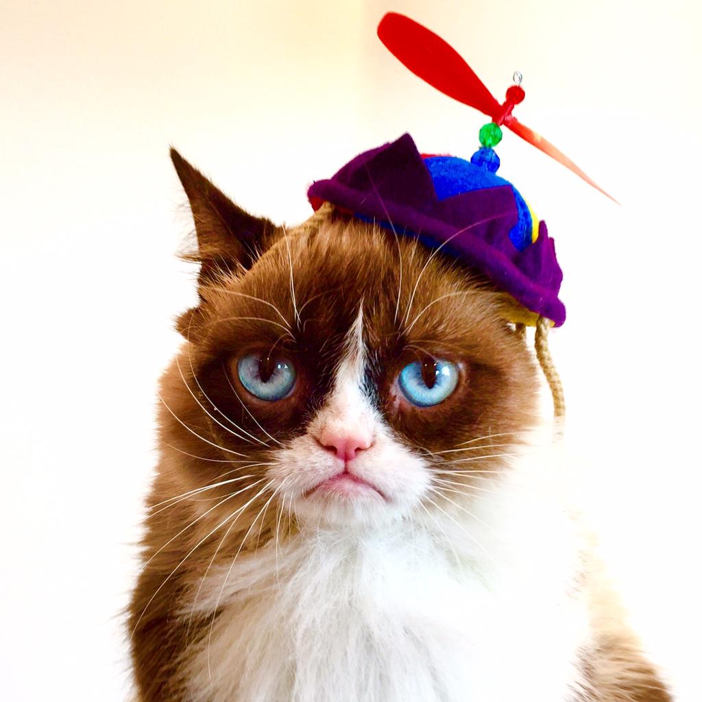 грэмми кэт. грампи кэт порода. угрюмый кот. хмурый кот. грэмми кэт.