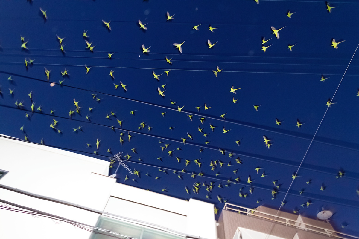 KjeldDuits's tweet photo. Japanese photographer Yoshinori Mizutani documents #Tokyo's feral parrots https://t.co/p9us7FOFHS #Japan http://t.co/gWsC3u1zt4
