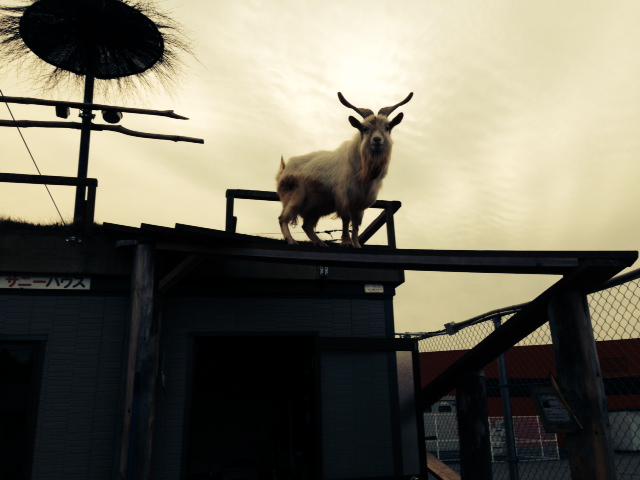 長崎バイオパーク公式 力が欲しいか トリアスふれあい動物園 Http T Co Kwvfgipae0