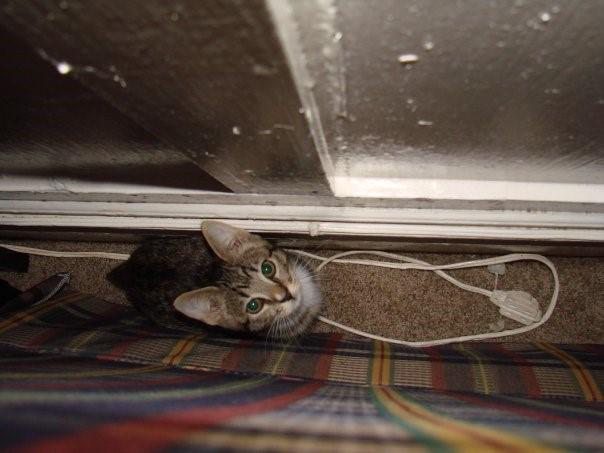 Biggie, adopted in '06, not looking terribly big! #theygrowupsofast