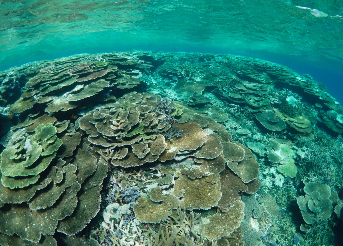 宮古島ダイビング山本大司潜水案内 今日はサンゴの日ですね 今年の夏も八重干瀬 やびじ に行くの楽しみ 宮古島 家族の夏休み ファミリーマリンピクニック やびじ 八重干瀬 山本大司潜水案内 サンゴの日 Http T Co Rnng4tlref