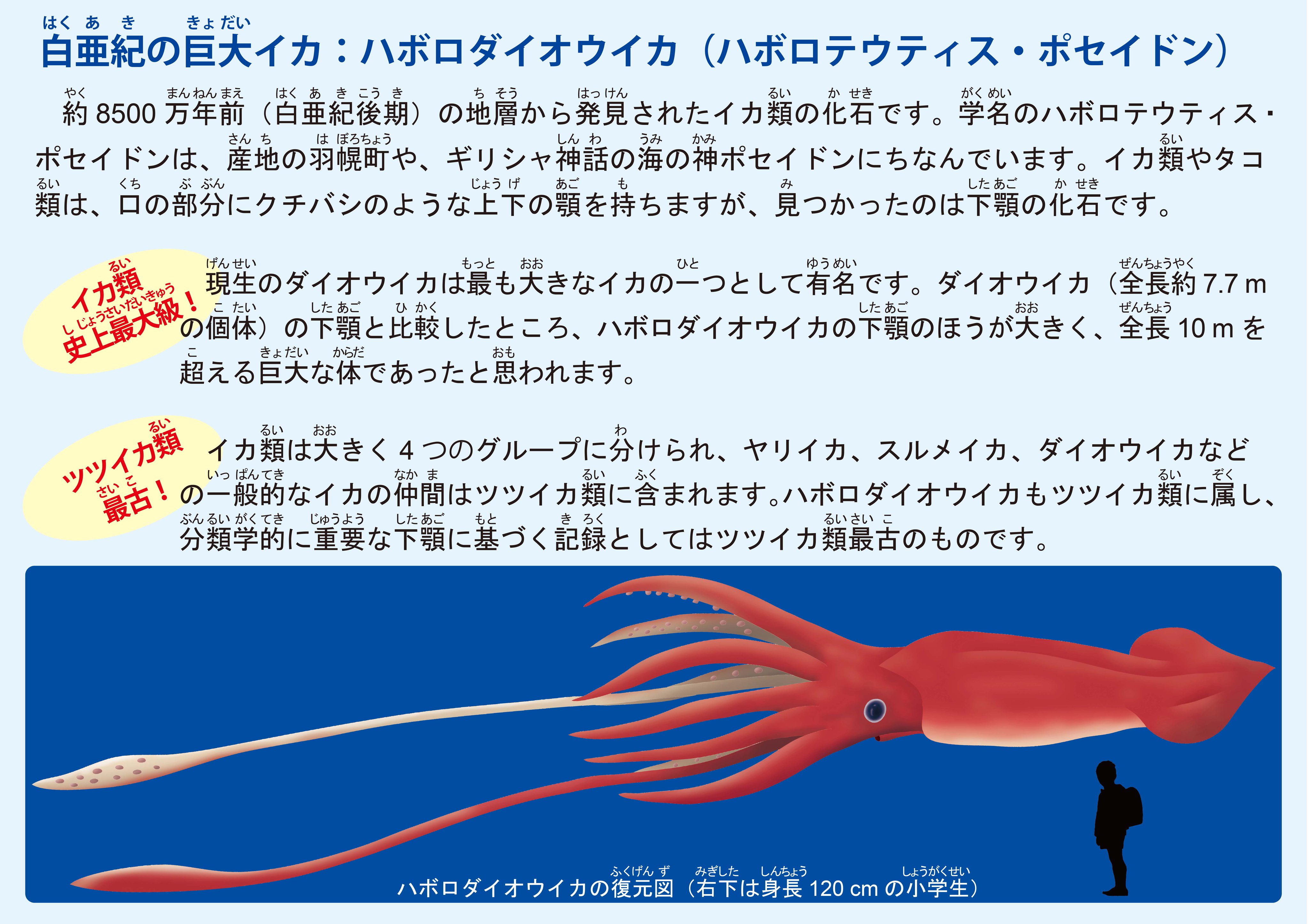 北九州市立いのちのたび博物館 いのたびリポート 今 話題の ハボロテウティス ポセイドン は 約8500 万年前 白亜紀後期 のイカ類 発見された下あごの化石の大きさから 全長はなんと史上最大級の10 M を超える巨大な体であったと推定されます