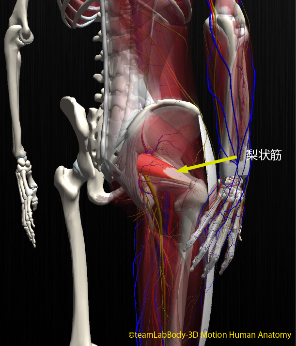 O Xrhsths Teamlabbody Sto Twitter 梨状筋 起始 仙骨の骨盤面 仙骨の前面外側 停止 大腿骨大転子の先端 支配 神経 仙骨神経叢 L5 S2 からの筋枝 栄養血管 下殿動脈 外側仙骨動脈 上殿動脈 作用 股関節の外旋 外転 伸展 T Co Bppj2oj0hu