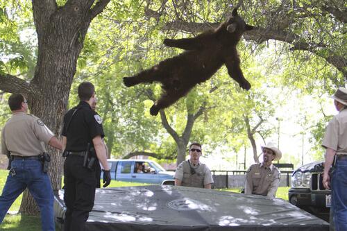 _Paisajes_'s tweet photo. Oso rescatado por oficiales en una universidad de Boulder, Colorado, EE.UU. http://t.co/HQCd13NdHa