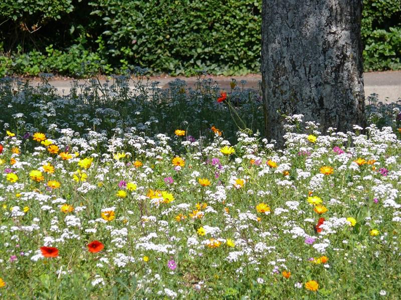 Rosehill_girl's tweet photo. “@MeadowInGarden: #FreebieFriday #comp - RT & FLW to enter http://t.co/62ytP5WkPH for under tree planting http://t.co/vj0qBbW3zL” #ohiwant