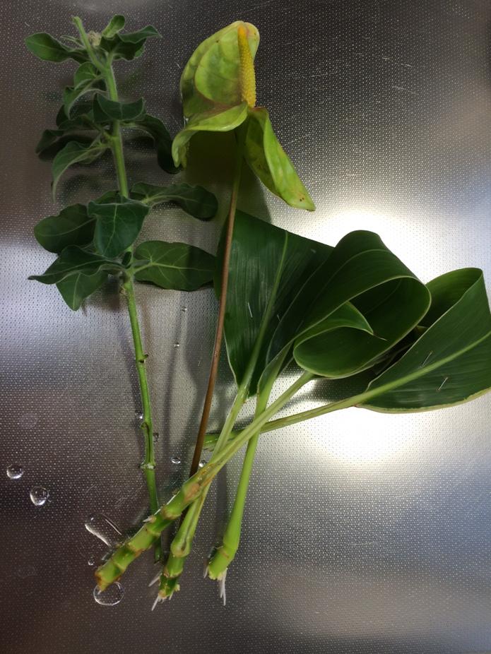 花束が劇的にオシャレに 葉物 グリーン の大事な役割や定番の種類とは 月にサボテン