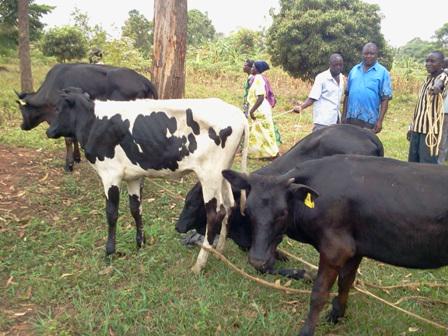 Kayunga District tweet media