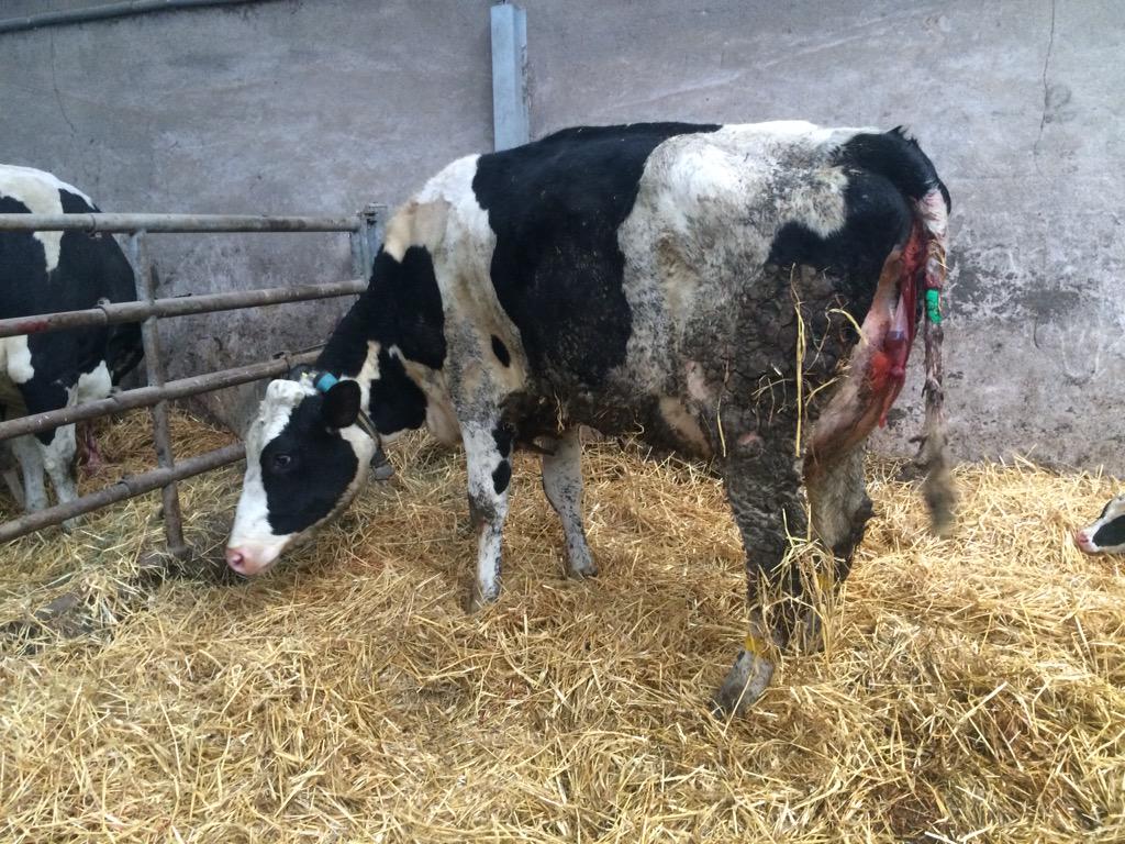 Willis_Farms's tweet photo. Man o man Avis fresh calved with a heifer calf from stock bull. Nice udder &amp; rump structure #silkyavisfamily http://t.co/TunsurMqX1