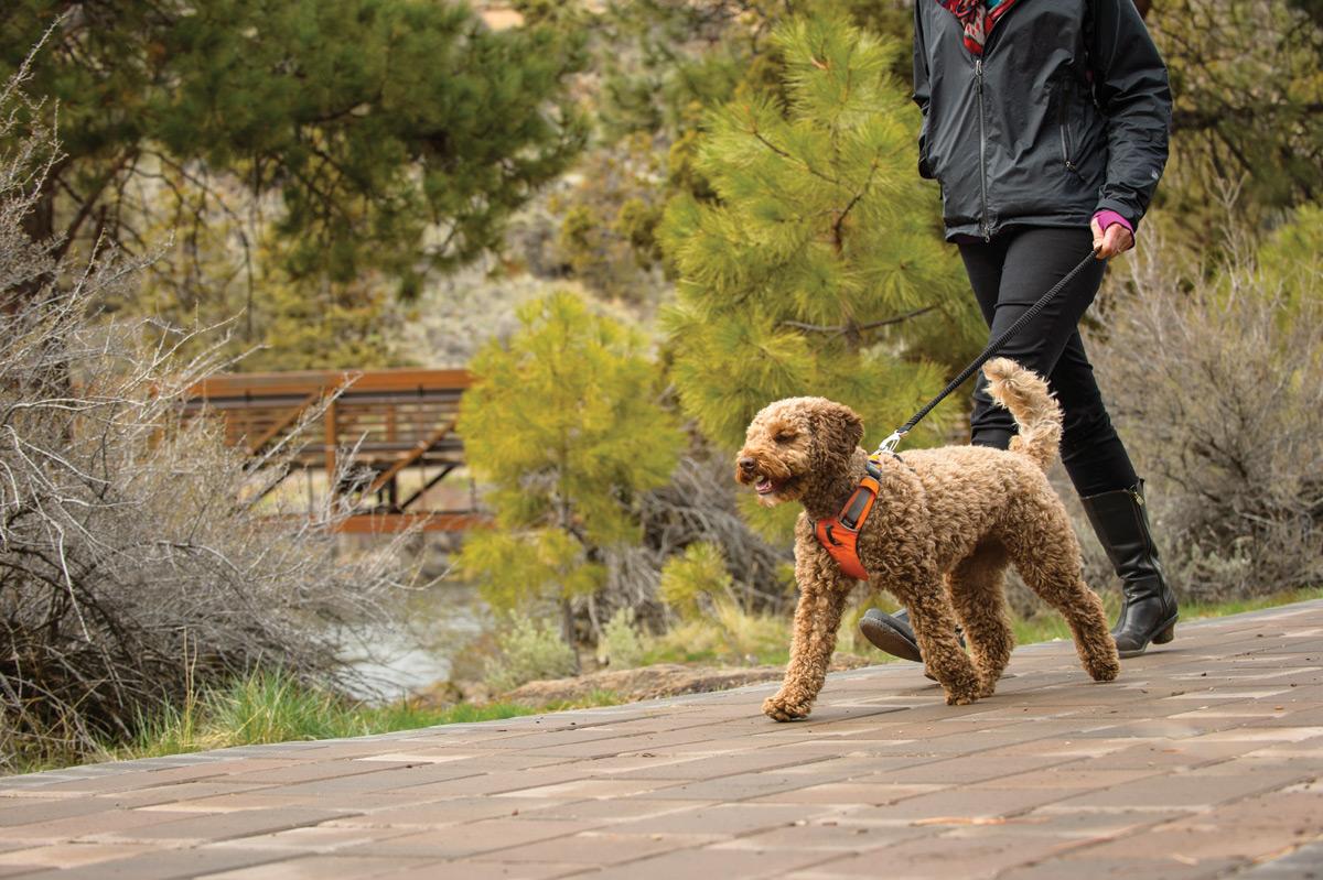 RuffwearUK's tweet image. #Crufts is upon us, to celebrate everything dog, we are giving away a Front Range Harness. RT to #WIN. #dogharness