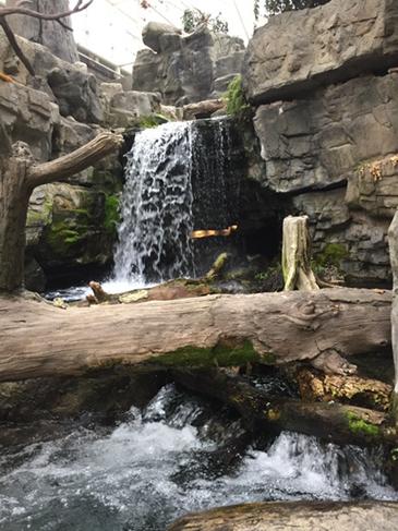 BSEMustangs's tweet image. Waterfall at the Tennessee Aquarium today on 2nd grade field trip