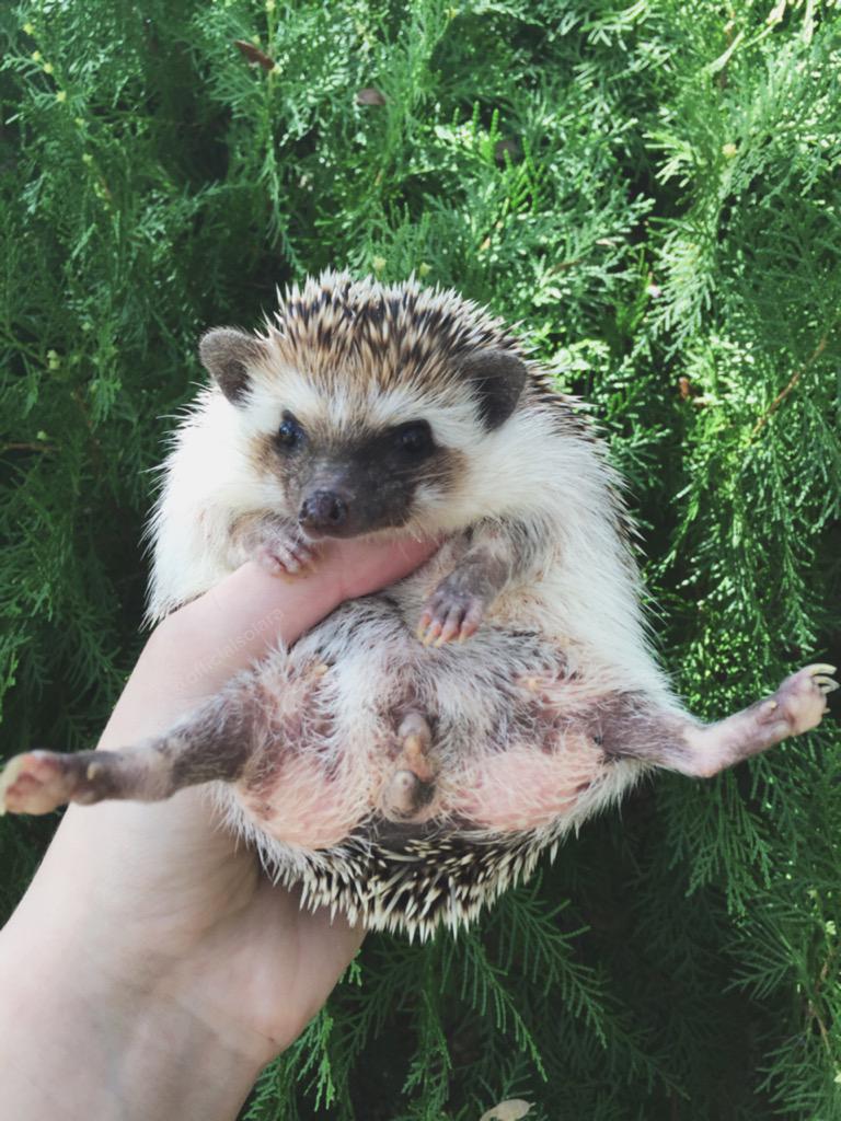 OfficialSolara's tweet photo. hedgehog or teddy bear? http://t.co/5AAihEModF