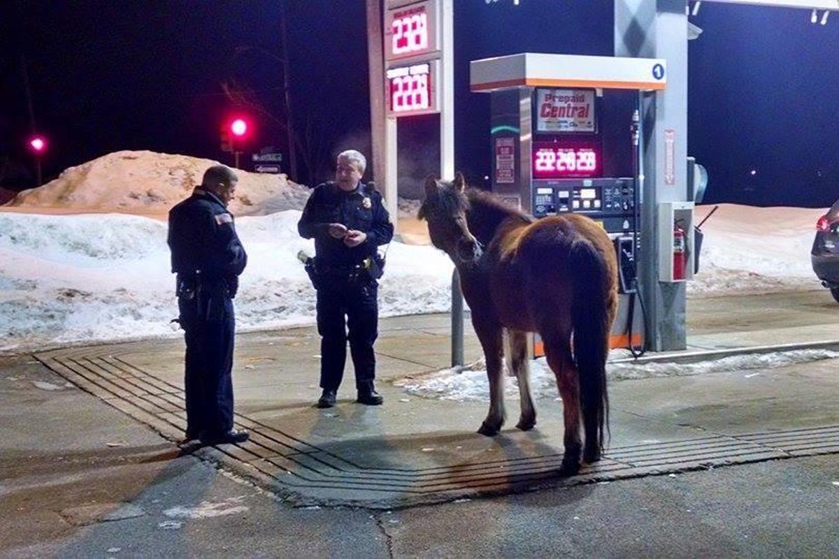 BostonGlobe's tweet photo. .@emilysweeney: East Bridgewater police corralled a horse at local gas station  http://t.co/OFxPjnu0YK #blottertales http://t.co/9mH9mZg3AP