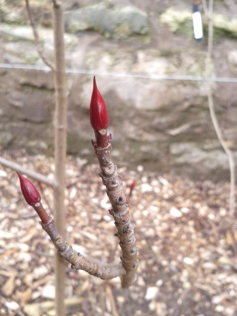 FFinches's tweet photo. Candles of Emmenopterys henryi for the birthday boy #Botanist_Forrest collected in 1925 @TheBotanics #rbgehort http://t.co/Q3cR4F3oGi