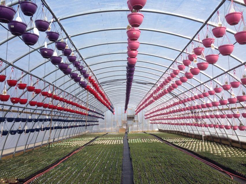 Bellini baskets are underway. Bring on Spring!!