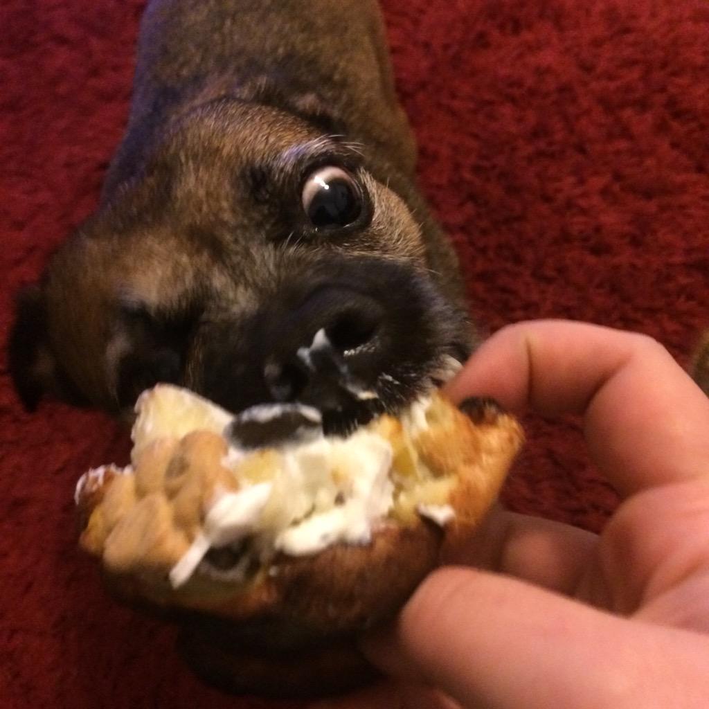 bernietheborder's tweet photo. Have you ever seen anything like it! I think @MiniBberniesboy is having a good birthday! Homemade doggy soufflés... http://t.co/GtglUUdMT7