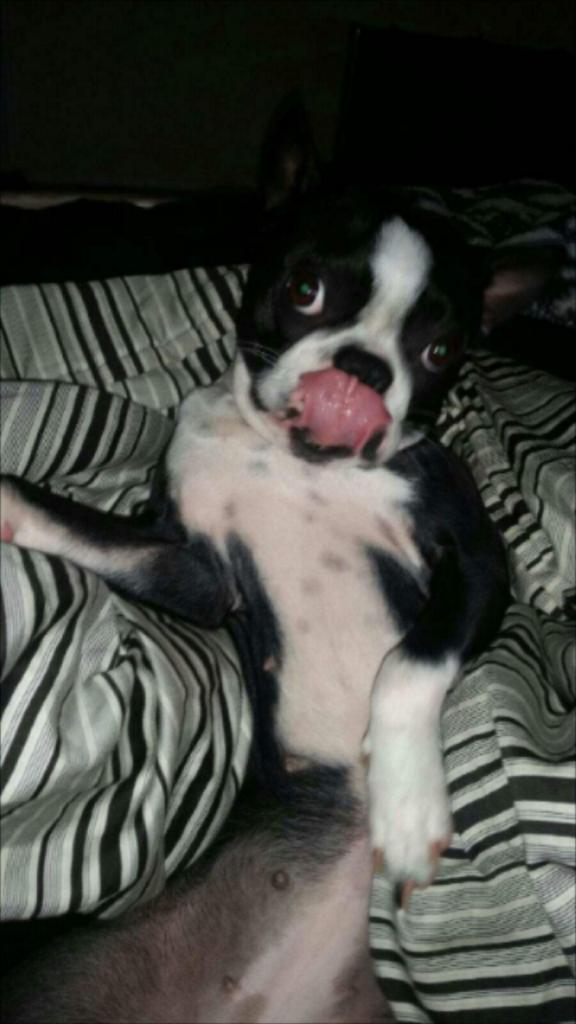 KathyCollier14's tweet image. My sexy Boston Terrier posing!!!