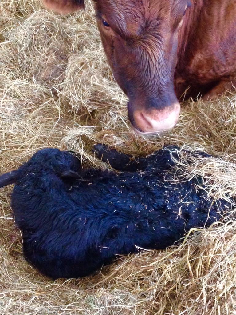 PartridgeFarm's tweet photo. Lovely end to a hectic week!! Passed our TB test and while the vet was here this little fella arrived!! #anguscalf http://t.co/jNhpTNLQKj