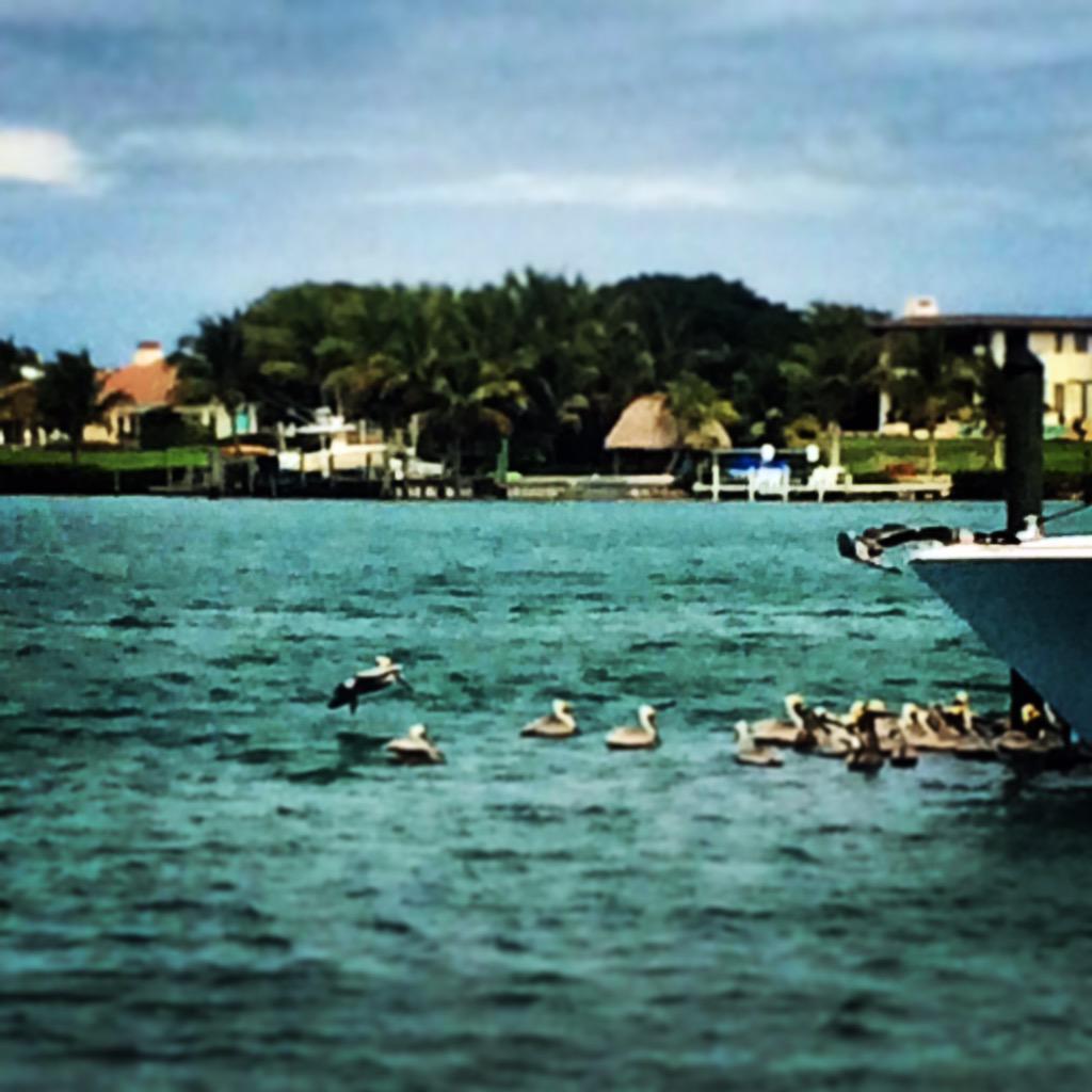 Pelican feeding time. <a href="/SquareGrouperFL/">The Square Grouper</a>