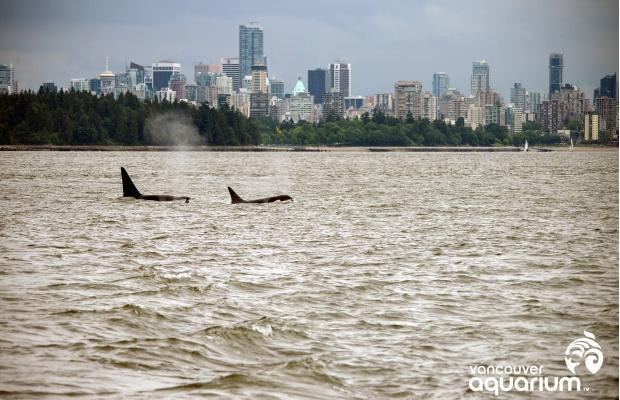 D_Jen_W's tweet photo. RT @CapilanoU: Great photos of yesterday's #killerwhales in Burrard Inlet! #lovethisplace http://t.co/HwsgFbjOBo http://t.co/Gan445pMYA
