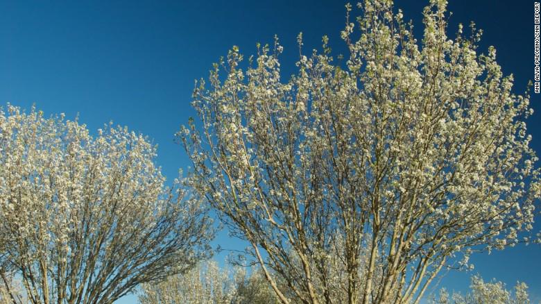 CNNSocialDesk's tweet image. Winter’s almost over! We've got the proof right here: cnn.it/cnnspring Tag #CNNSpring to be featured.