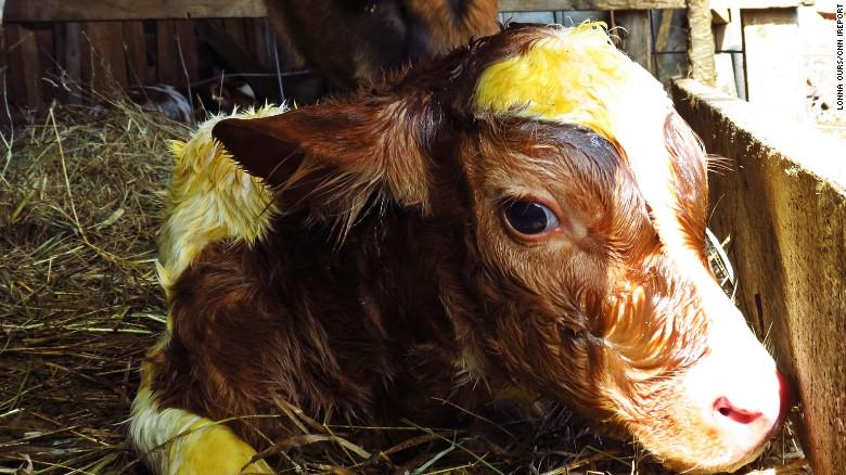 CNNSocialDesk's tweet image. Winter’s almost over! We've got the proof right here: cnn.it/cnnspring Tag #CNNSpring to be featured.