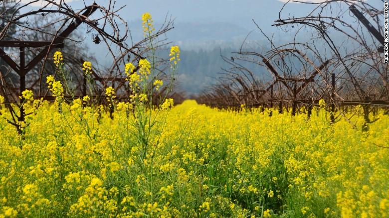 CNNSocialDesk's tweet image. Winter’s almost over! We've got the proof right here: cnn.it/cnnspring Tag #CNNSpring to be featured.