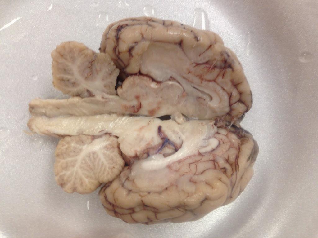 rosensquires's tweet photo. Parent volunteer Ashleigh Maxcey rocks! #bestbrainresearchever #sheepbraindissection http://t.co/sxVylPclNN