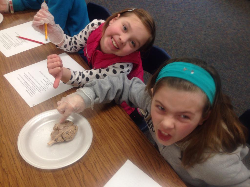 rosensquires's tweet photo. Parent volunteer Ashleigh Maxcey rocks! #bestbrainresearchever #sheepbraindissection http://t.co/sxVylPclNN