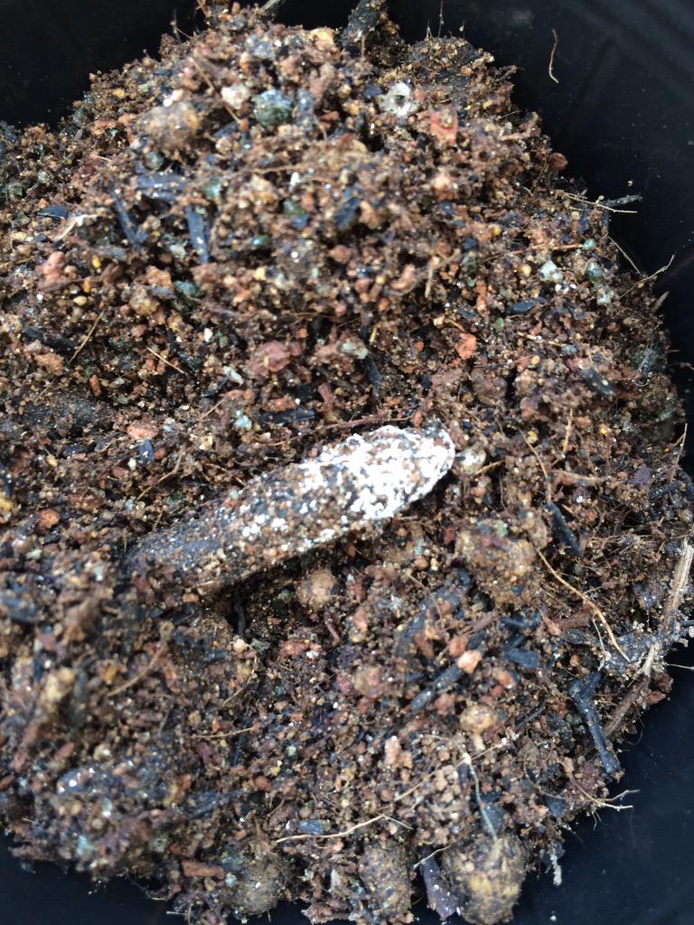 深町貴子 えっ 野菜用培養土の中にカビ でもいいカビですよ 土の中には目に見えない多くの微生物がいます 培養土 袋の中の湿度や温度の条件が良くなると 分解が進む つまり目に見えるほど増殖したのが この白いカビ 植物の生育を助けてくれます Http 深町貴子 えっ 野菜用培養土の中にカビ でもいいカビですよ 土の中には目に見えない多くの微生物がいます 培養土 袋の中の湿度や温度の条件が良くなると 分解が進む つまり目に見えるほど増殖したのが この白いカビ 植物の生育を助けてくれます Http
