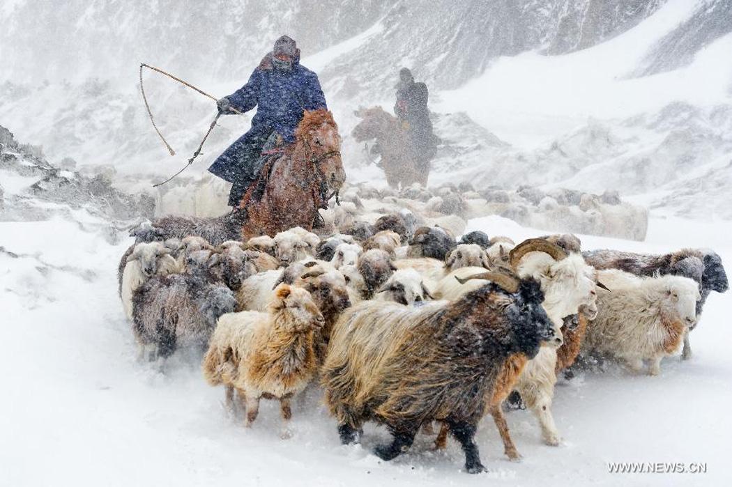 Herdsmen drive sheep in #China 's Xinjiang Uygur Autonomous Region > news.xinhuanet.com/english/photo/…
