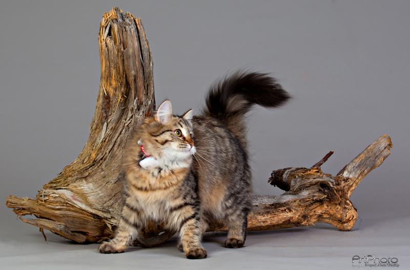 infoSmartCat tweet picture