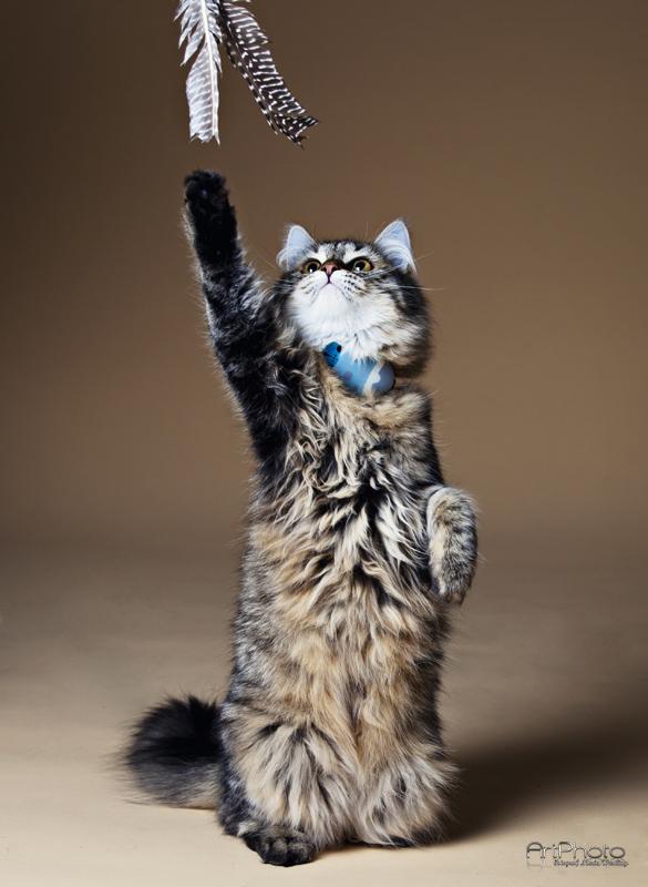 infoSmartCat tweet picture