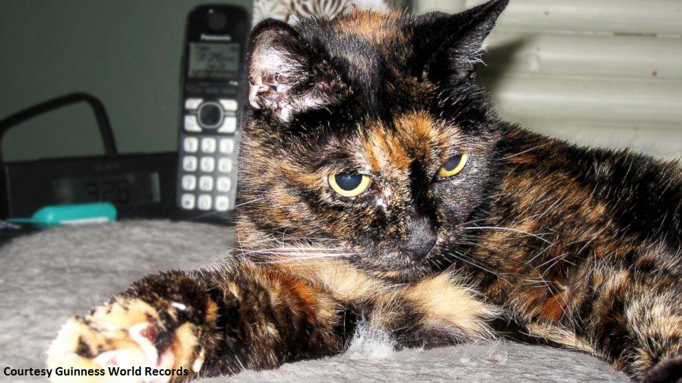 ABC News (@ABC) | Twitter